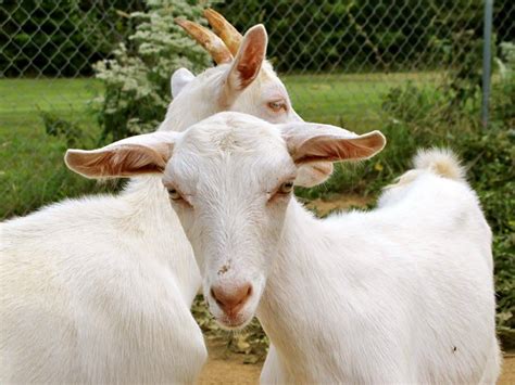 milk goats